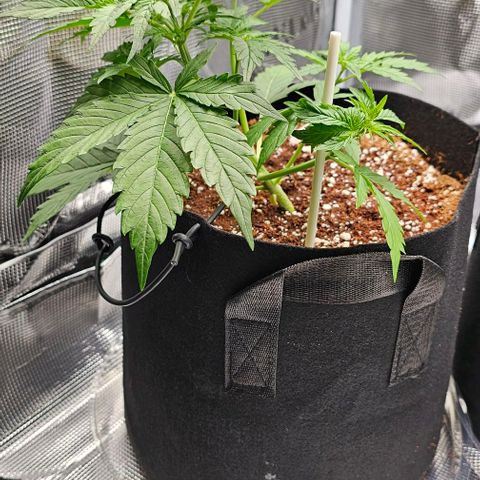 Lemon 🍋 Auto  growlog timeline photo
