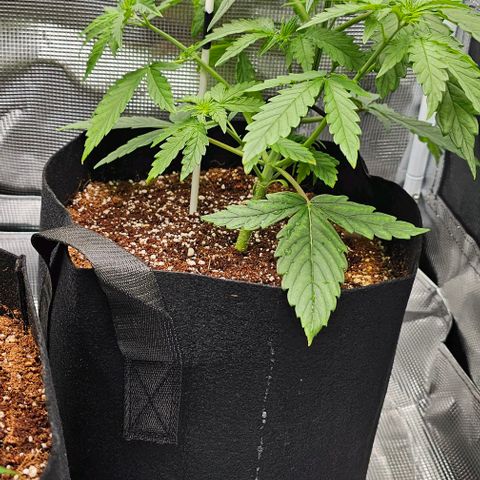 Auto OH My Gusher #2 growlog timeline photo