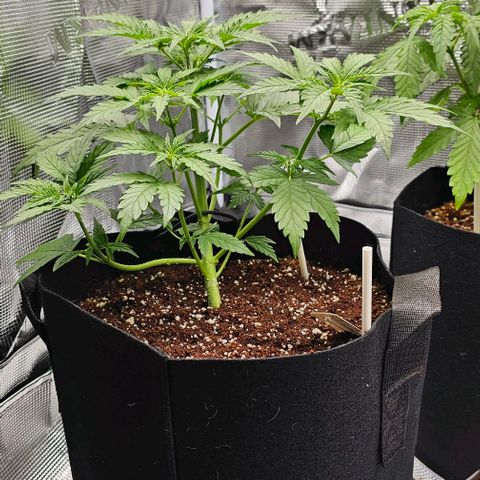 Lemon 🍋 Auto  growlog timeline photo