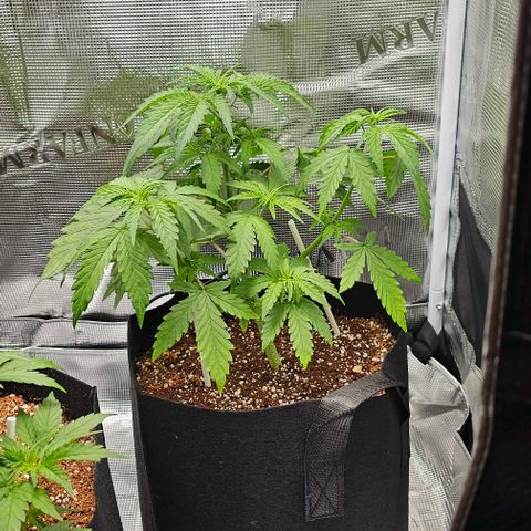 Auto OH My Gusher #2 growlog timeline photo