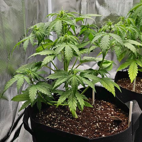 Lemon 🍋 Auto  growlog photo: 3 tsp Big bloom 
2 tsp Grow Big
1 tsp Tiger Bloom 

- Per 2 gallons of water fed her 1/2 gallon.