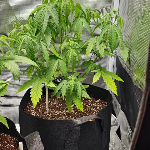 Auto OH My Gusher #2 growlog photo: 3 tsp Big bloom 
2 tsp Grow Big
1 tsp Tiger Bloom 

- Per 2 gallons of water fed her 1/2 gallon.