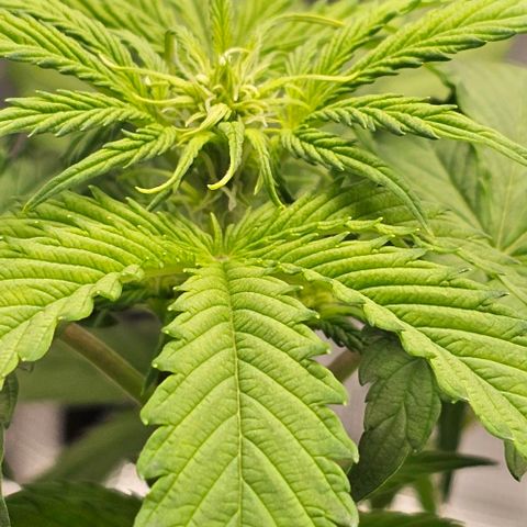 Lemon 🍋 Auto  growlog timeline photo