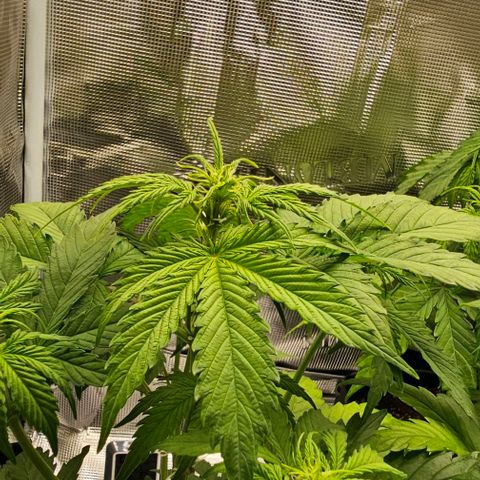 Lemon 🍋 Auto  growlog timeline photo