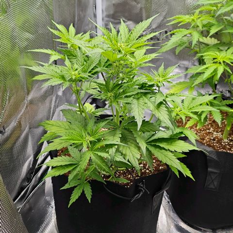 Lemon 🍋 Auto  growlog timeline photo