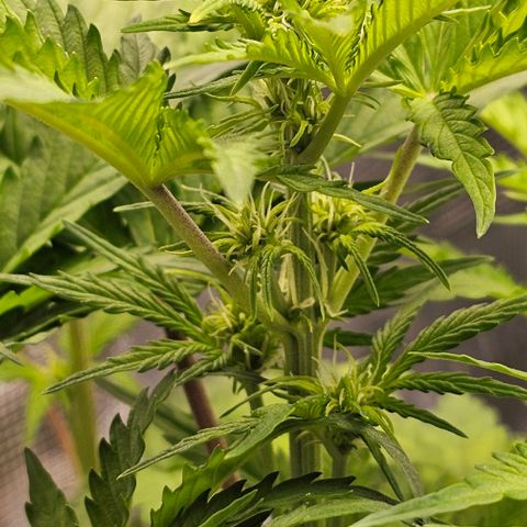 Lemon 🍋 Auto  growlog timeline photo