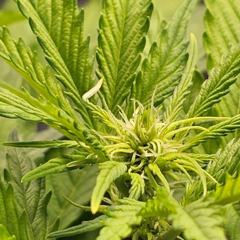 Lemon 🍋 Auto  growlog timeline photo