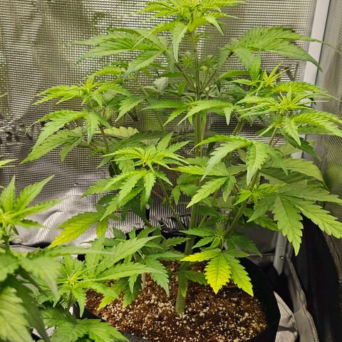 Auto OH My Gusher #2 growlog timeline photo