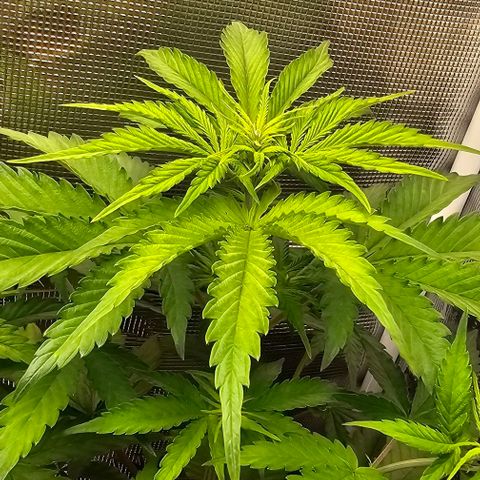 Auto OH My Gusher #2 growlog timeline photo