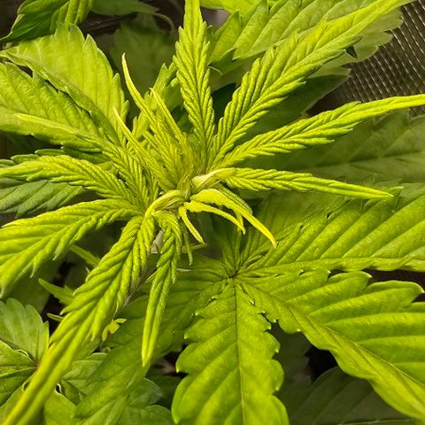 Auto OH My Gusher #2 growlog timeline photo