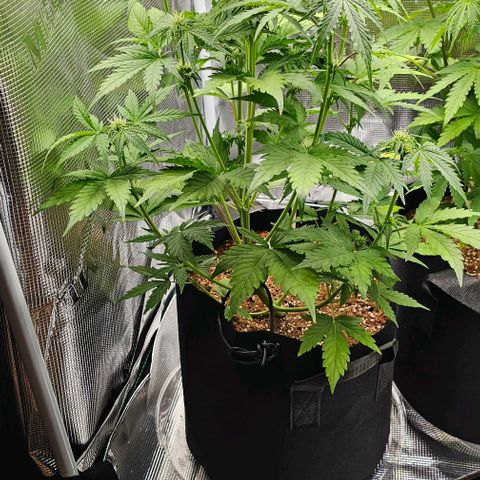 Lemon 🍋 Auto  growlog timeline photo