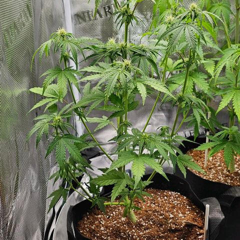 Lemon 🍋 Auto  growlog timeline photo