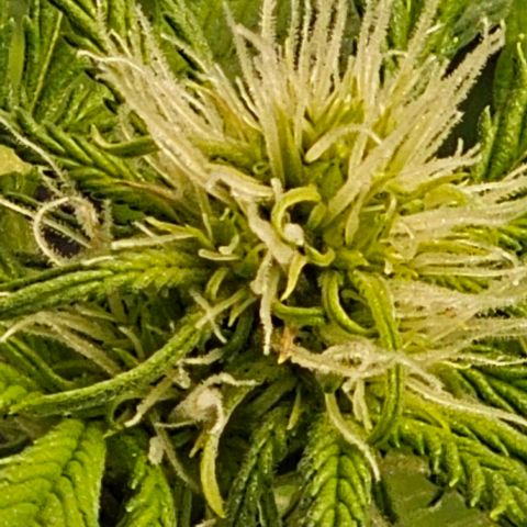 Lemon 🍋 Auto  growlog timeline photo