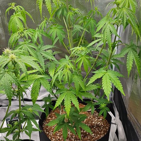 Auto OH My Gusher #2 growlog timeline photo