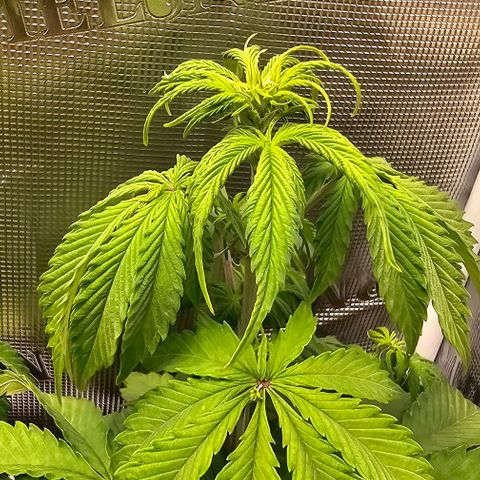 Auto OH My Gusher #2 growlog timeline photo