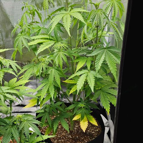 Auto OH My Gusher #2 growlog timeline photo