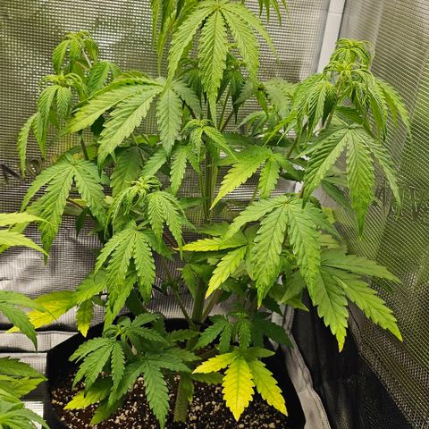 Auto OH My Gusher #2 growlog timeline photo