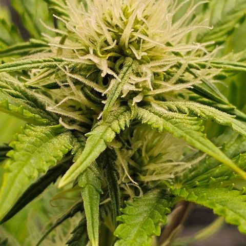 Lemon 🍋 Auto  growlog timeline photo