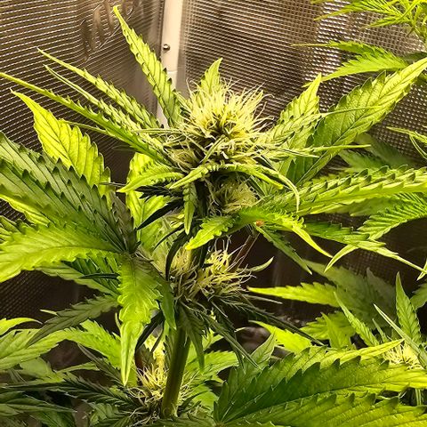 Lemon 🍋 Auto  growlog timeline photo