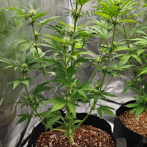 Lemon 🍋 Auto  growlog timeline photo