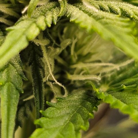 Lemon 🍋 Auto  growlog timeline photo