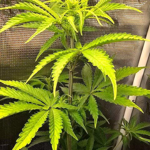Auto OH My Gusher #2 growlog timeline photo