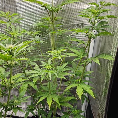 Auto OH My Gusher #2 growlog timeline photo