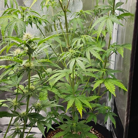 Auto OH My Gusher #2 growlog timeline photo