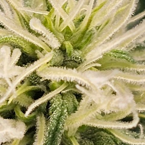 Lemon 🍋 Auto  growlog timeline photo