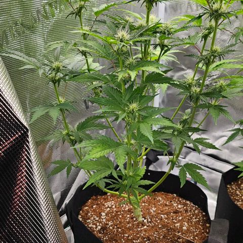 Lemon 🍋 Auto  growlog timeline photo