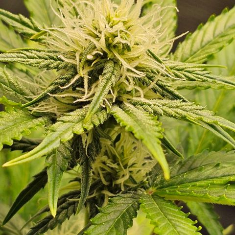 Lemon 🍋 Auto  growlog timeline photo