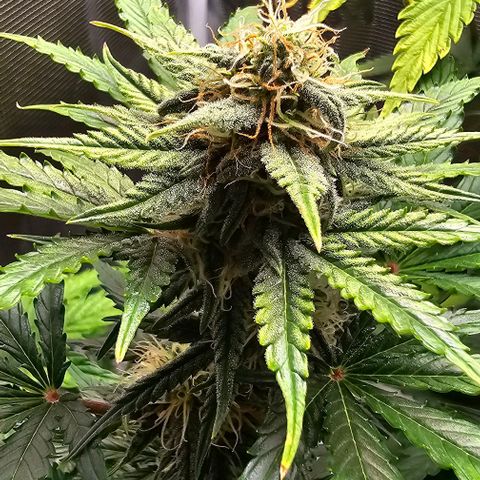Lemon 🍋 Auto  growlog timeline photo