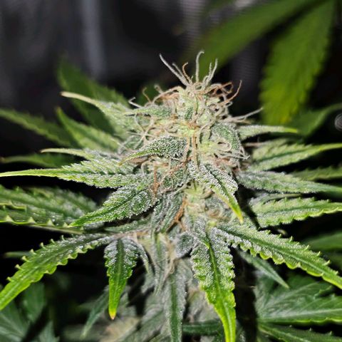 Lemon 🍋 Auto  growlog timeline photo