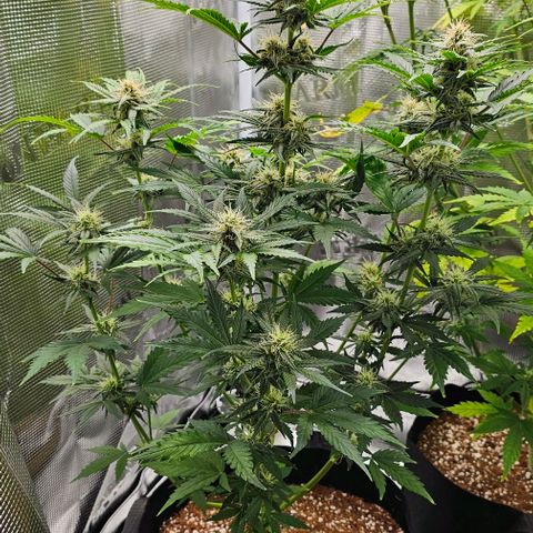 Lemon 🍋 Auto  growlog timeline photo