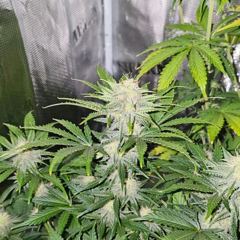 Lemon 🍋 Auto  growlog timeline photo
