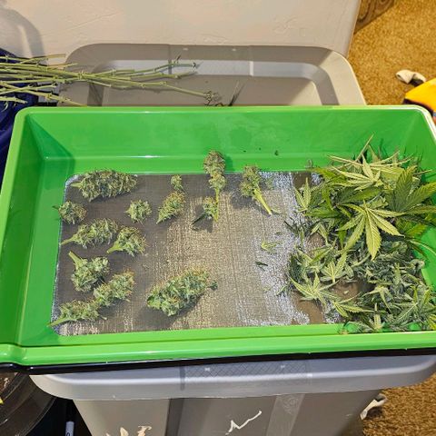 Lemon 🍋 Auto  growlog timeline photo
