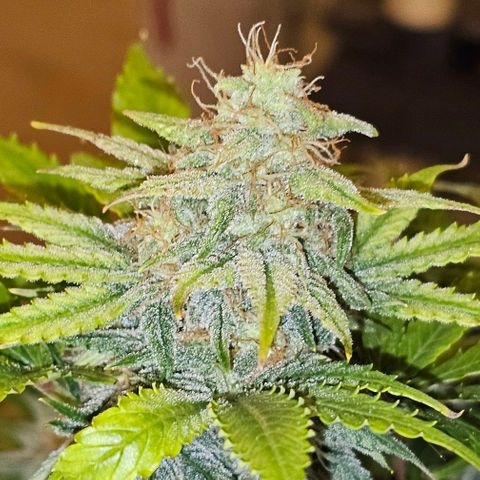 Lemon 🍋 Auto  growlog timeline photo