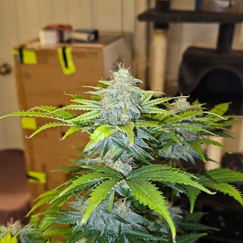 Lemon 🍋 Auto  growlog timeline photo