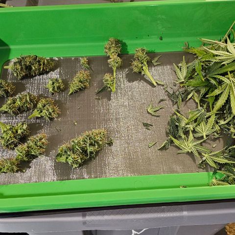 Lemon 🍋 Auto  growlog timeline photo