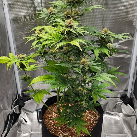 Lemon 🍋 Auto  growlog timeline photo