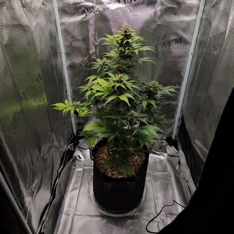 Lemon 🍋 Auto  growlog timeline photo