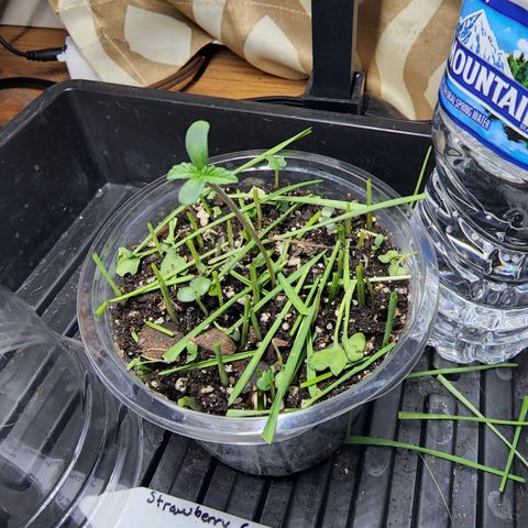 Strawberry Cough growlog photo: Vigorous growth from this young seedling