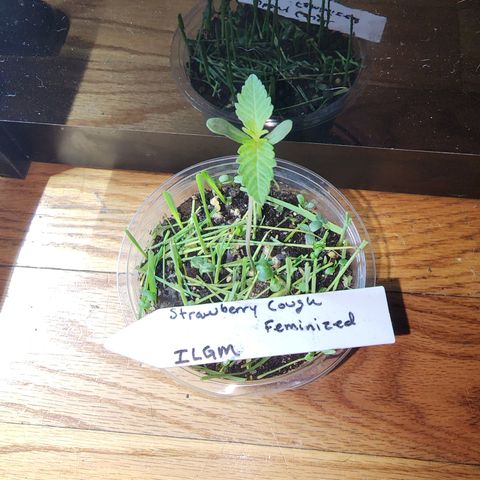 Strawberry Cough growlog timeline photo