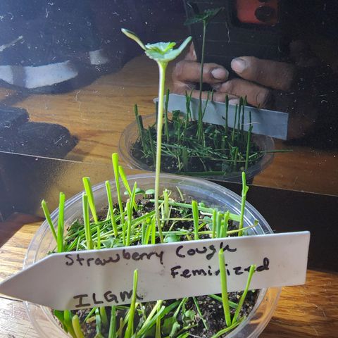 Strawberry Cough growlog timeline photo