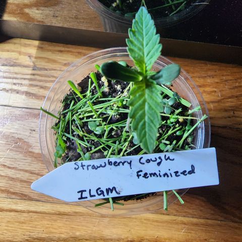 Strawberry Cough growlog timeline photo