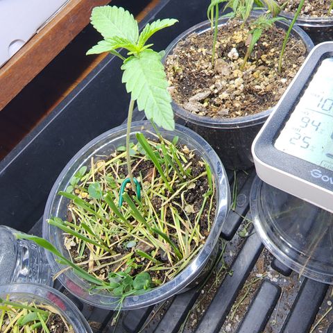 Strawberry Cough growlog photo: 4 in tall
