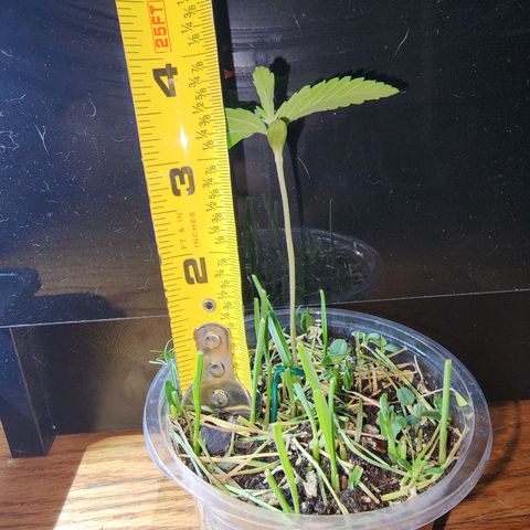 Strawberry Cough growlog timeline photo