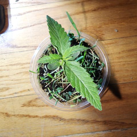 Strawberry Cough growlog timeline photo