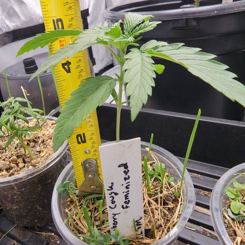 Strawberry Cough growlog timeline photo