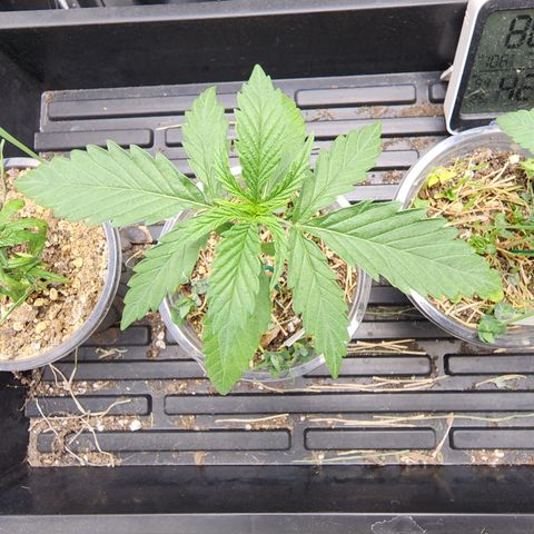 Strawberry Cough growlog timeline photo